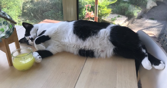 stéphanie cat sitter à MONTDIDIER 80500_2