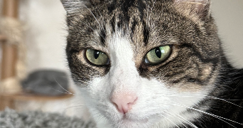 sarah pet sitter à LOYAT 56800_7