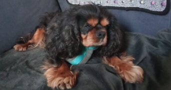 hélène pet sitter à ST PIERRE DES CORPS 37700_6