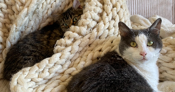 mélissa pet sitter à Dombasle Sur Meurthe 54110_4