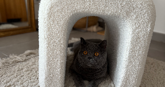 charlotte pet sitter à MONTPELLIER 34000_2