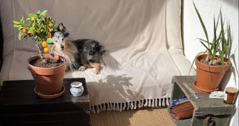 lucile pet sitter à VILLEURBANNE 69100_3