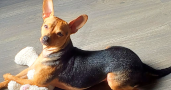 sabrina pet sitter à MONTAUBAN 82000_1
