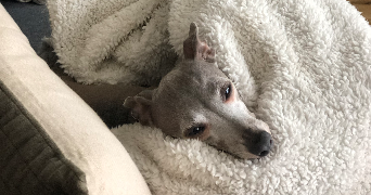 capucine pet sitter à PARIS 03 75003_4