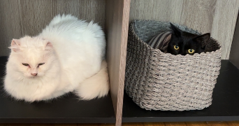 siloé pet sitter à MENNECY 91540_1