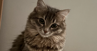 lucie pet sitter à CHALON SUR SAONE 71100_1