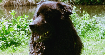 marianne pet sitter à SEIGNOSSE 40510_1