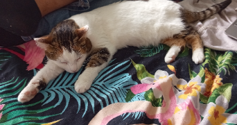 aurelia pet sitter à TOULOUSE 31000_2