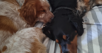 myriam pet sitter à MARSEILLE 14 13014_2