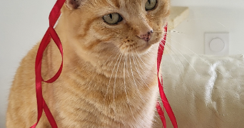 michelle et thomas pet sitter à JULIENNE 16200_3