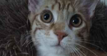 sandy pet sitter à L ETANG LA VILLE 78620_9