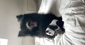 anaëlle pet sitter à ELBEUF 76500_3