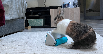 morgane pet sitter à RENNES 35000_3