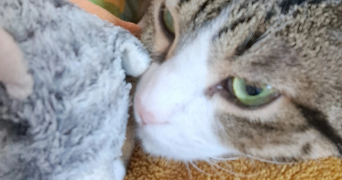 léna pet sitter à NANTES 44000_2