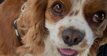 lise pet sitter à MARSEILLE 06 13006_1