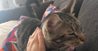 lola pet sitter à Maisons-Alfort 94700_8