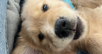 lea pet sitter à LIGNOL 56160_1