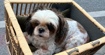 mélissa pet sitter à ST RAPHAEL 83700_2