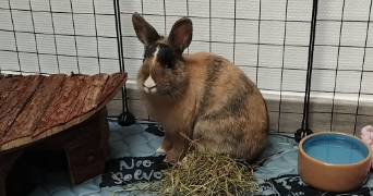 léna pet sitter à LONGUEIL STE MARIE 60126_3