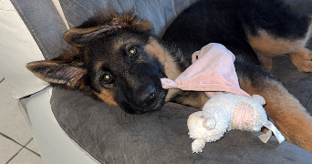 manon pet sitter à La roussiere mesnil en ouche 27270_4