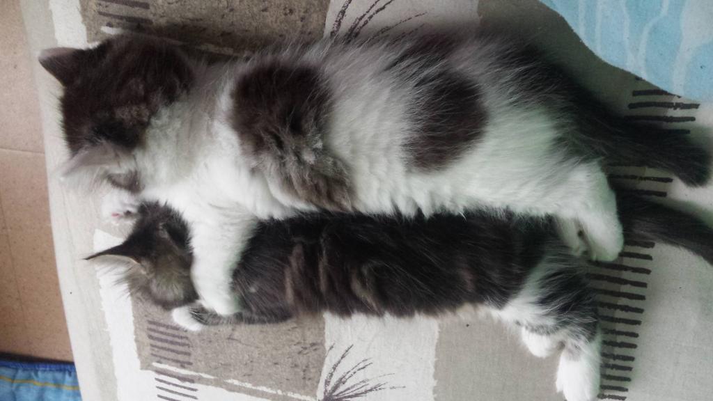 marine pet sitter à Gournay-en-Bray 76220_1