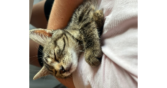 florent pet sitter à engenville 45300_2