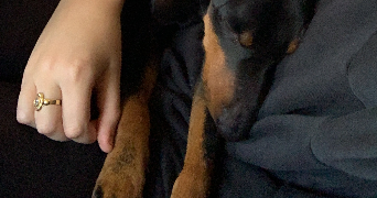 antoinette pet sitter à MEYLAN 38240_8