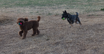 lucas pet sitter à TOURS 37100_1