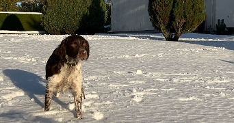 marion pet sitter à ALENCON 61000_0