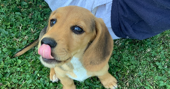 alix pet sitter à MERIGNAT 01450_6