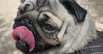 nora pet sitter à PARIS 14 75014_2