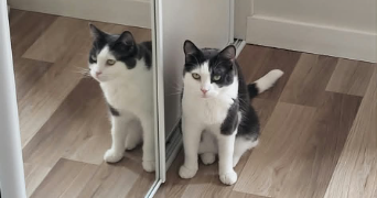 justine pet sitter à NEUILLY SUR MARNE 93330_1