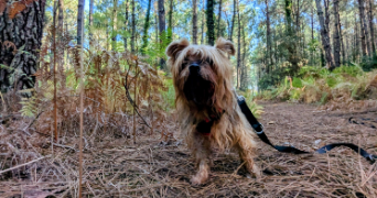 lola pet sitter à SOUSTONS 40140_2