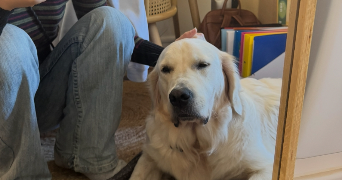 anaïs pet sitter à TOULOUSE 31300_4