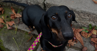 chloé pet sitter à ST SEBASTIEN SUR LOIRE 44230_0
