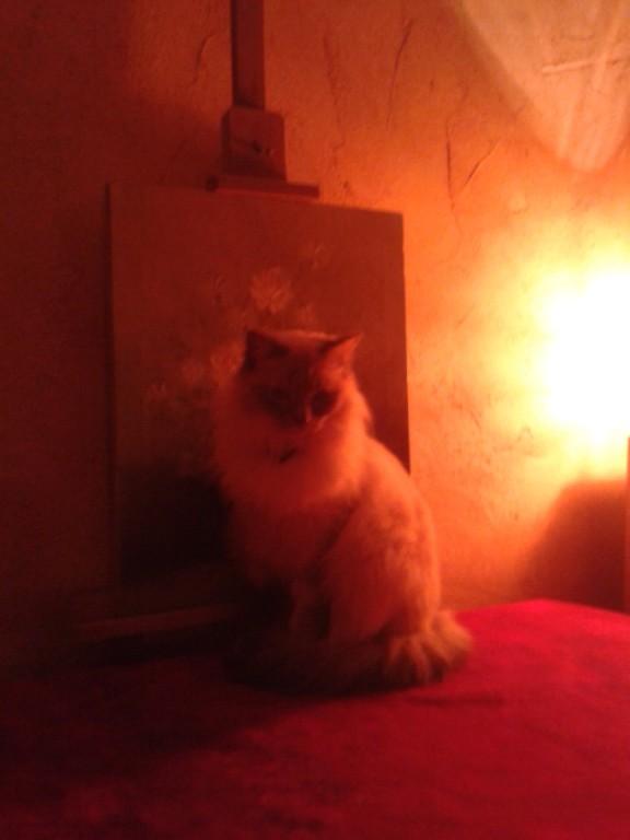 Patricia cat sitter à Paris 75014_9
