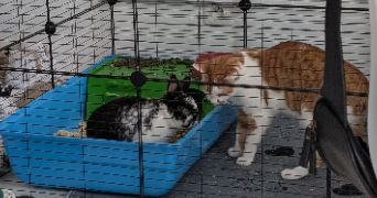 marie pet sitter à ST JUST EN CHAUSSEE 60130_2