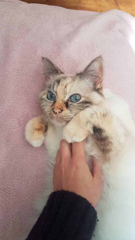 léa pet sitter à Montreuil 93100_1