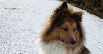 angele pet sitter à VAL DE REUIL 27100_2