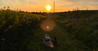alison pet sitter à SAULX MARCHAIS 78650_2