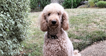 myriam  pet sitter à Cachan 94230_2