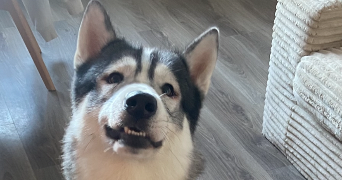 aymeric pet sitter à CALAIS 62100_3