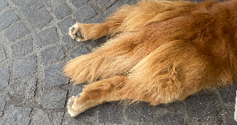 clémence pet sitter à PARIS 18 75018_9