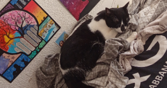 aurelia pet sitter à TOULOUSE 31000_4