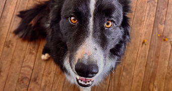 emma pet sitter à LYON 09 69009_5
