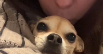 clara pet sitter à ST PIERRE DES FLEURS 27370_3