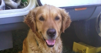 samuel pet sitter à ST SEBASTIEN SUR LOIRE 44230