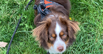 eli pet sitter à MAISONS LAFFITTE 78600_6