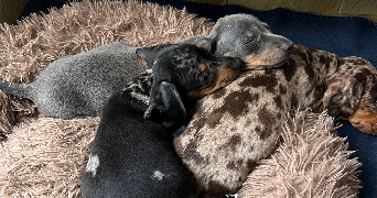 eugenie pet sitter à PARIS 75014_1