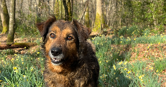 julie pet sitter à AVENTIGNAN 65660_1